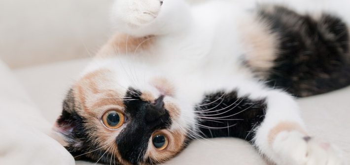 Chat