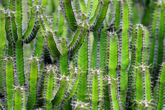 Cactus