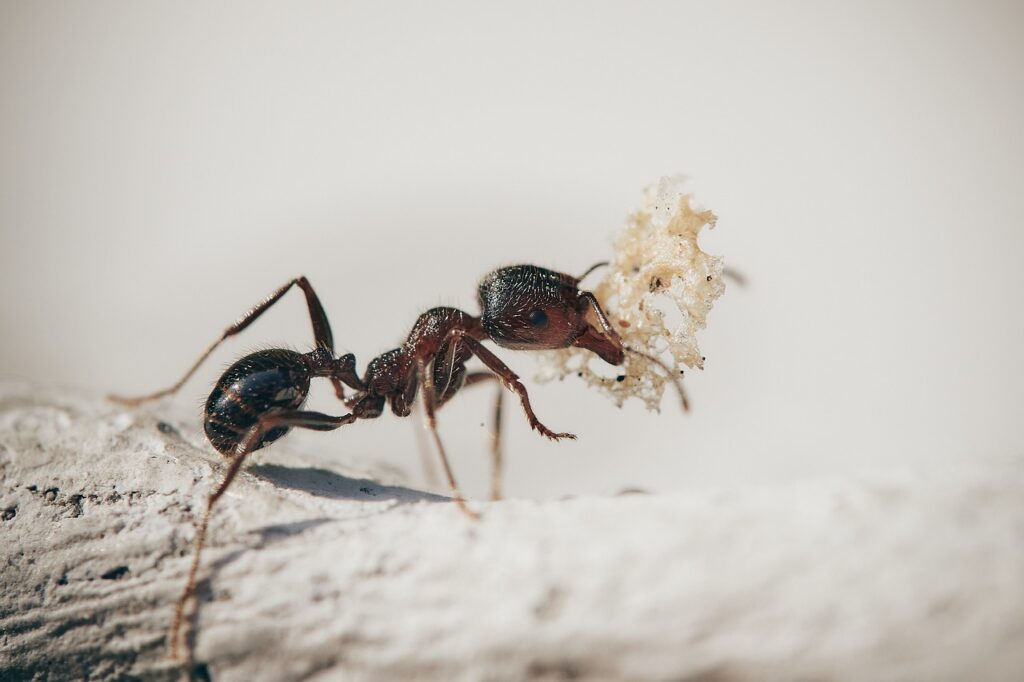 eradiquer les fourmis