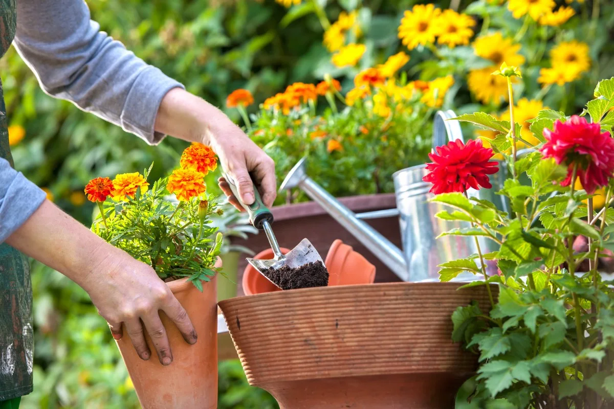 Le monde fascinant du Gerbeaud : découvrez ses origines et son utilité dans le jardinage