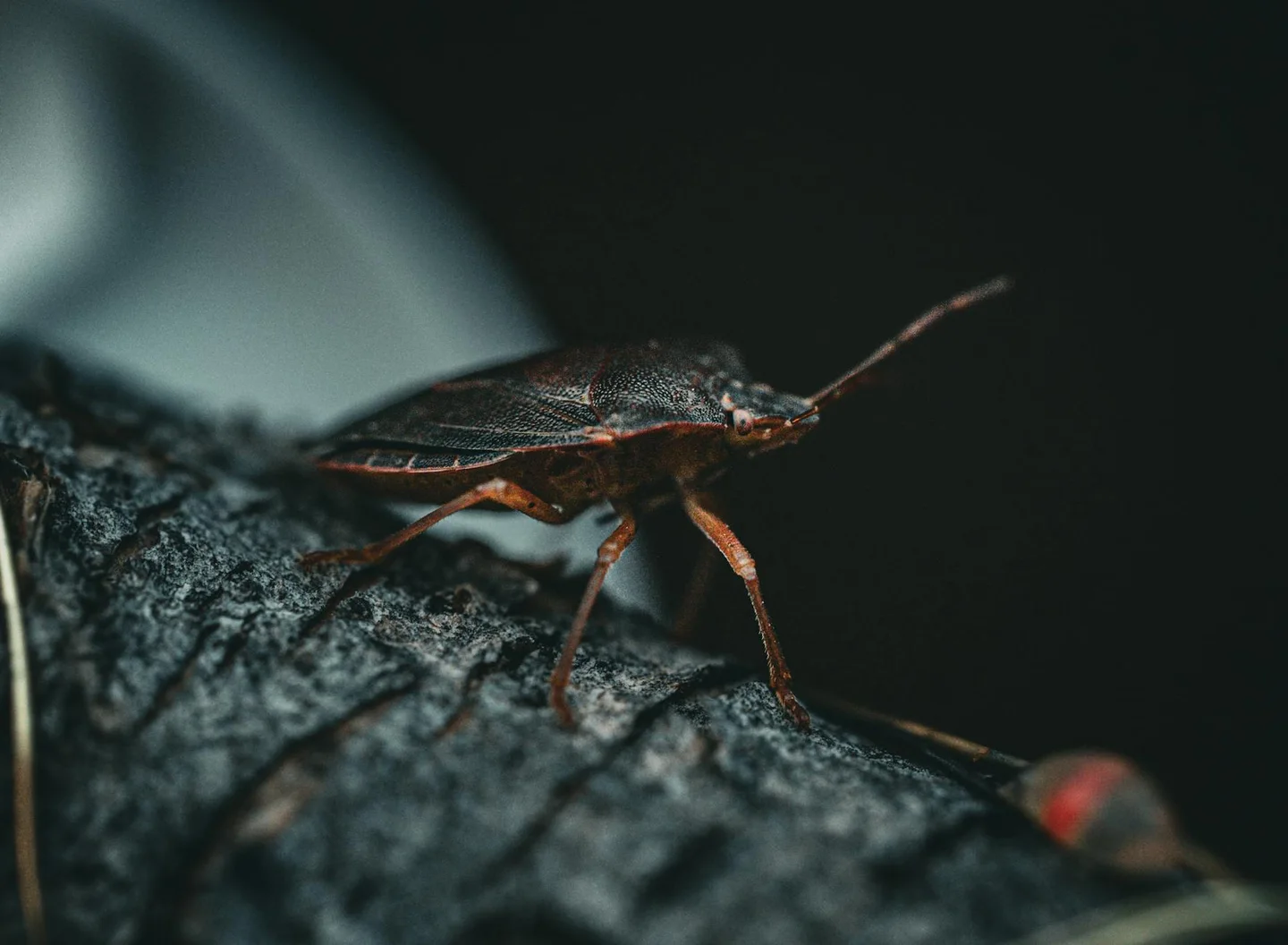 punaise diabolique marron sur mur blanc intérieur maison automne