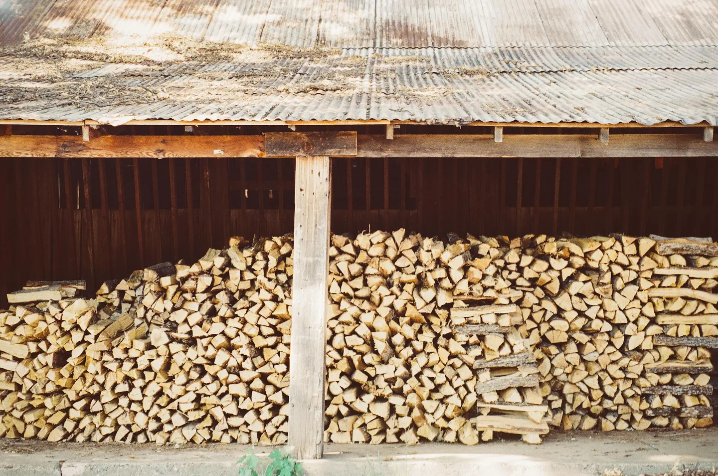 Bûches de bois stockées en cave présentant des filaments de mérule