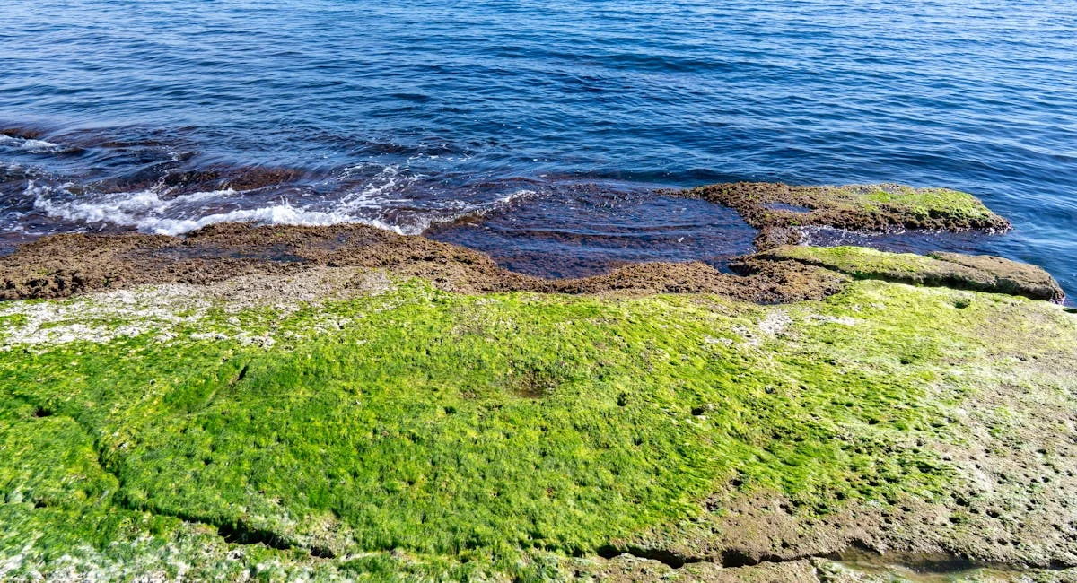 Piscine extérieure avec eau verte trouble envahie par les algues