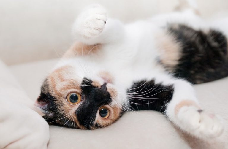 Chat