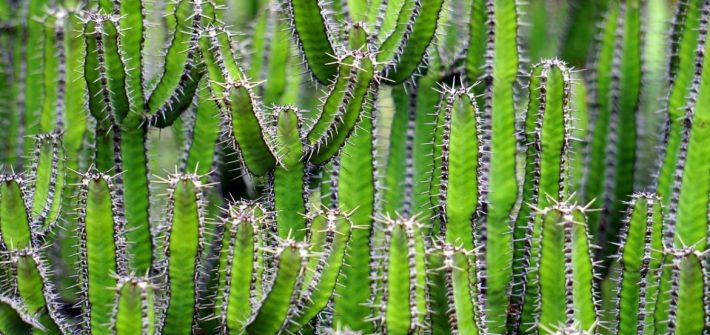 Cactus