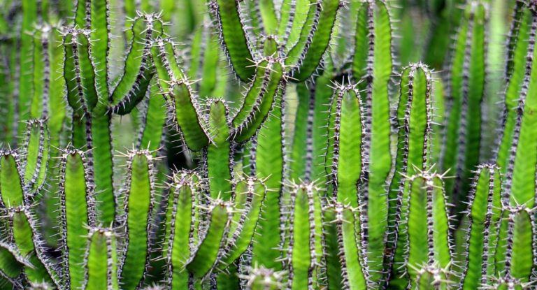 Cactus