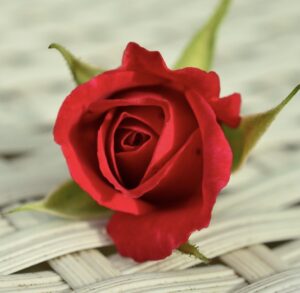 Une rose de la Saint-Valentin