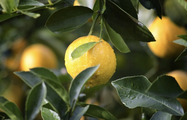 Du citron