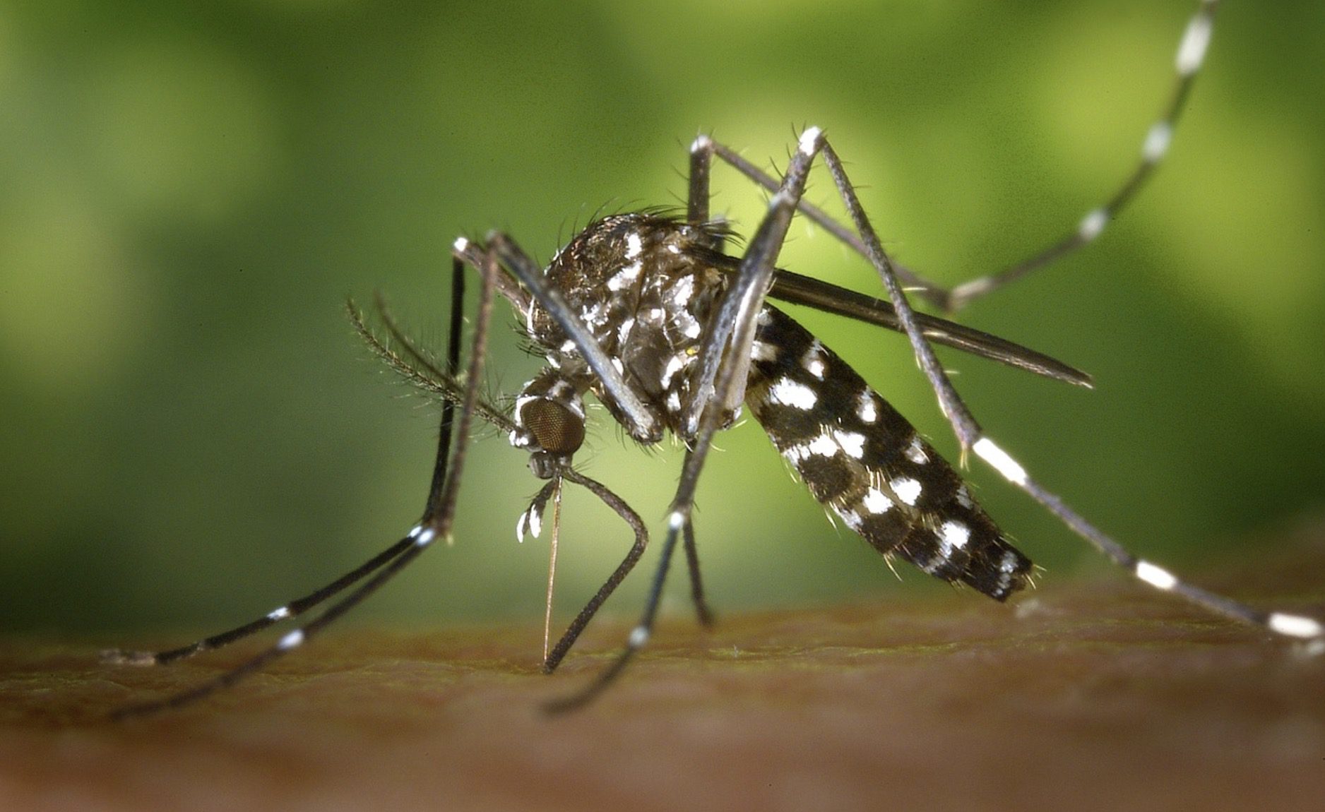 Quels sont les dangers des piqûres de moustique ?