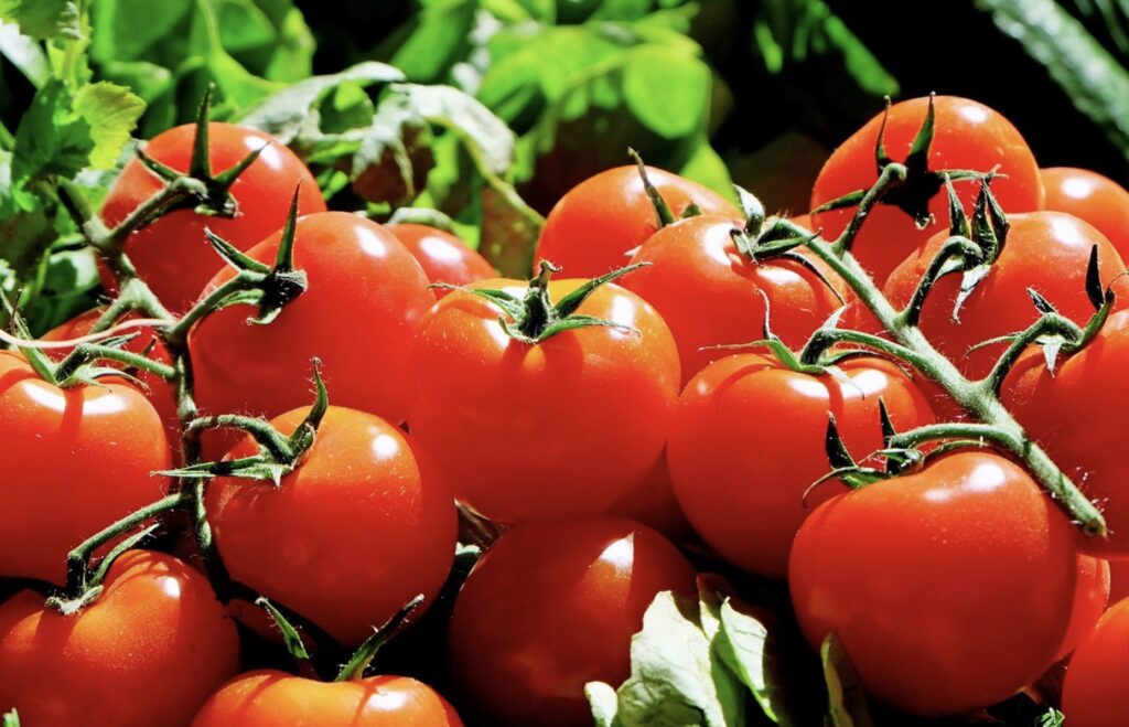 De belles tomates