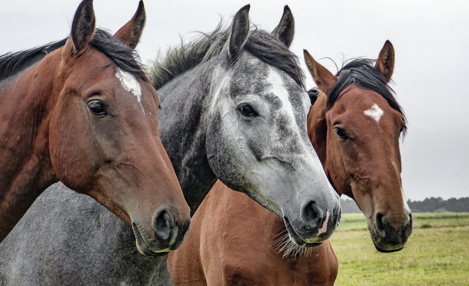 Dermite estivale du cheval : soigner cette affection fréquente
