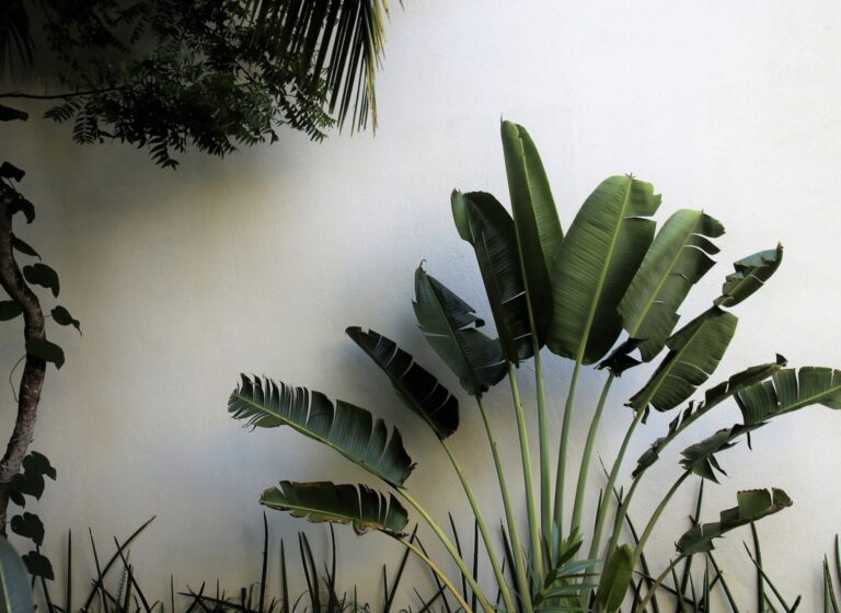 La tendance tropicale pour le salon