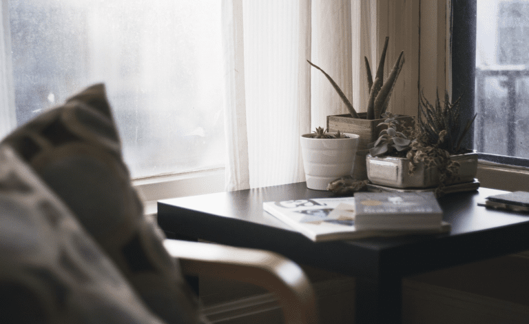 Des cactus pour la déco