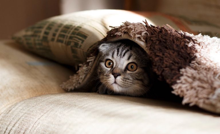 Chat