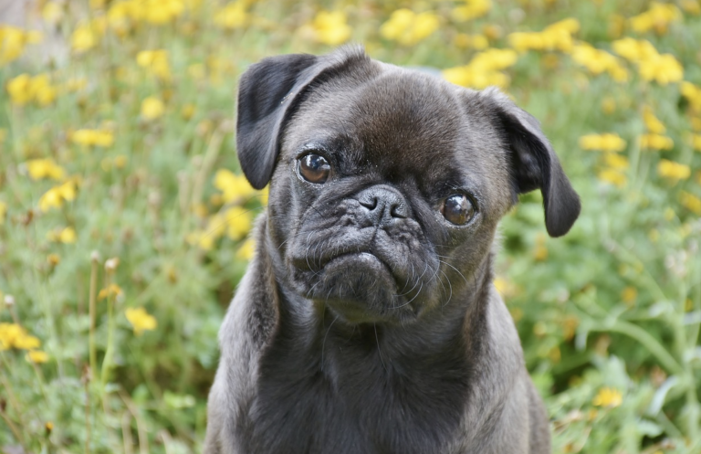 Chien