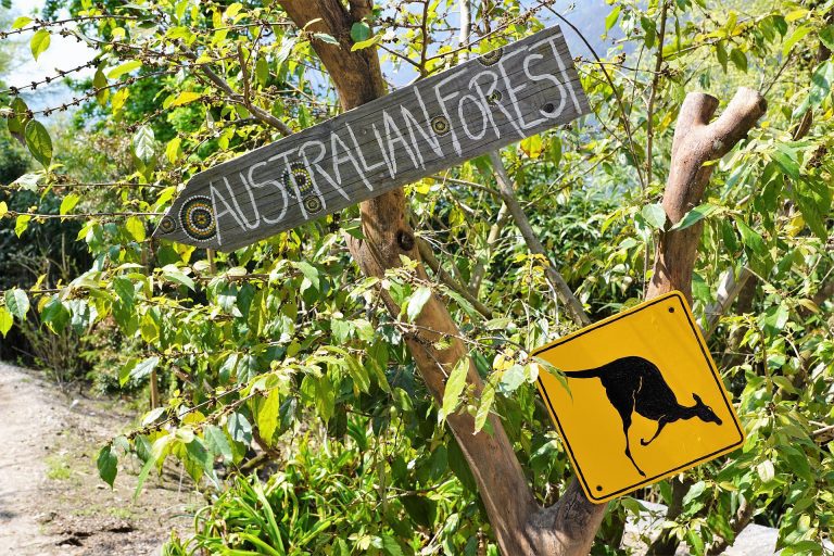 forêt d'Australie