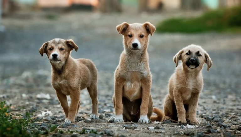 Chien