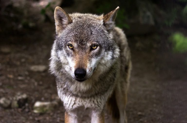 Loup