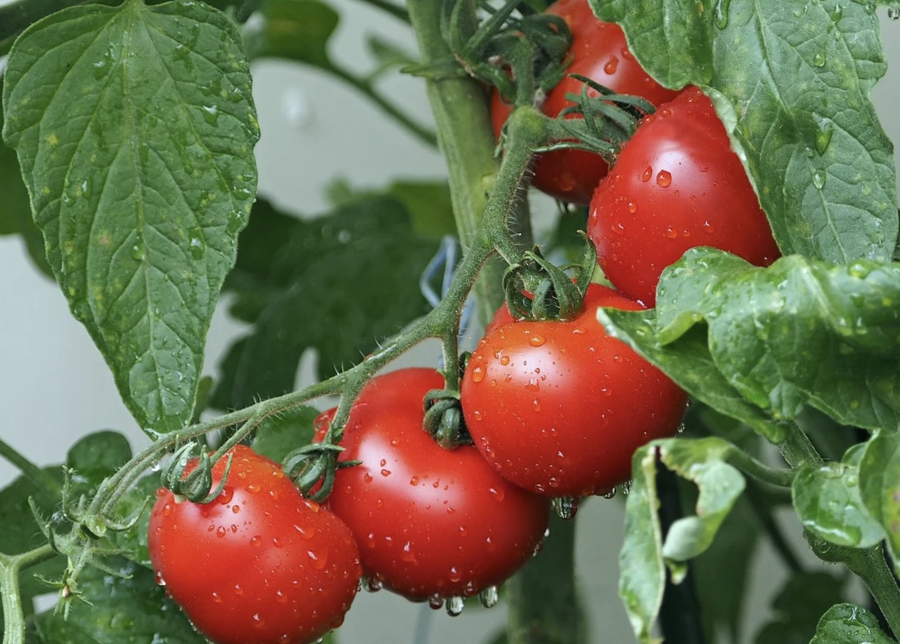 Nos meilleures astuces pour éviter les maladies des tomates