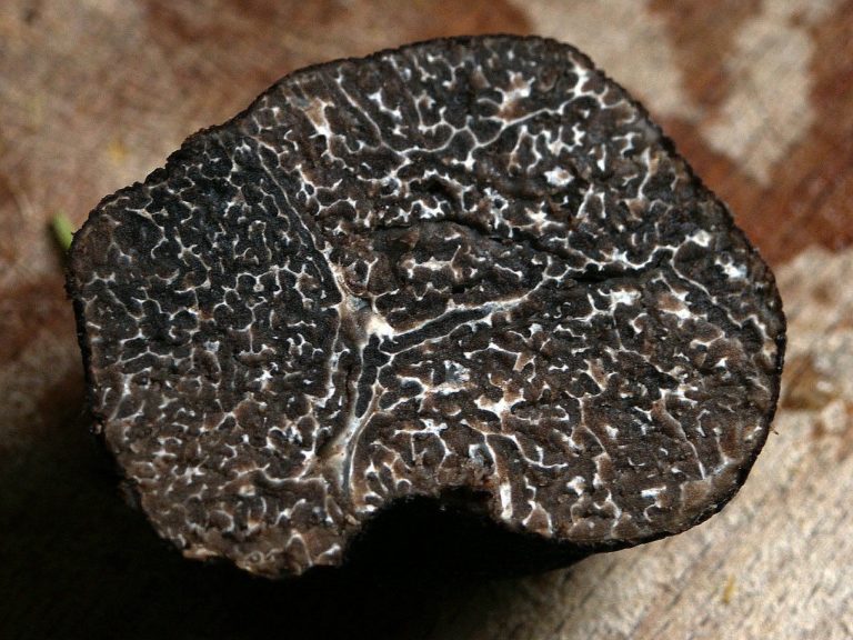 Truffe noir