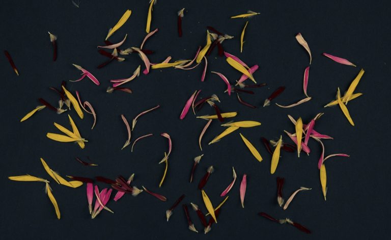 Fleurs séchées