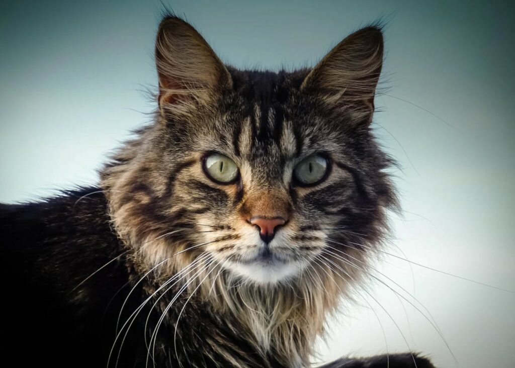 Maine Coon