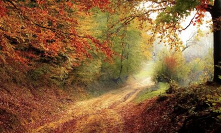 Ramasser du bois dans la forêt pour le chauffage, la fausse bonne idée ! 