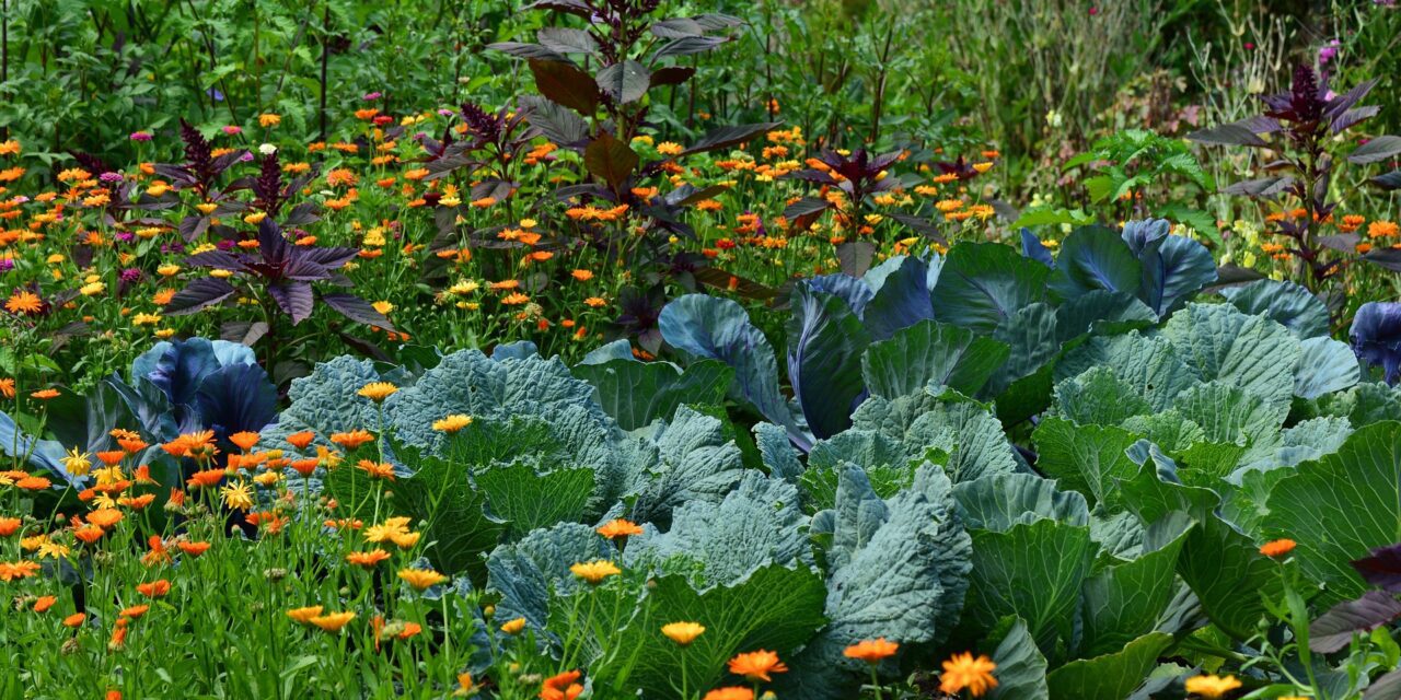 Que semer en juillet pour avoir un beau potager ?