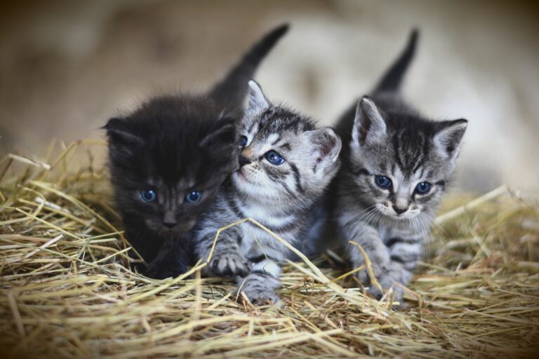 âge humain chat