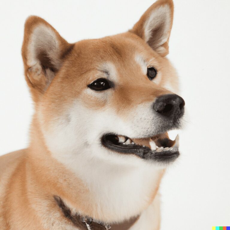 Shiba Inu chien