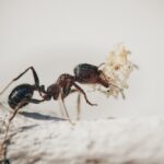 Un remède naturel et performant pour éradiquer les fourmis à la maison