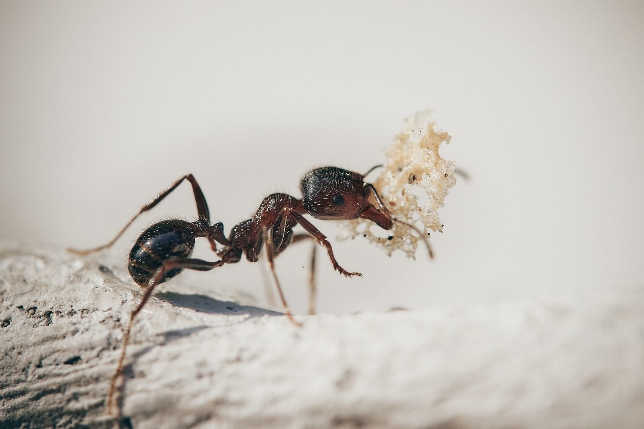 Un remède naturel et performant pour éradiquer les fourmis à la maison