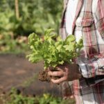 Salade qui monte : peut-on les manger sans aucun danger ? 