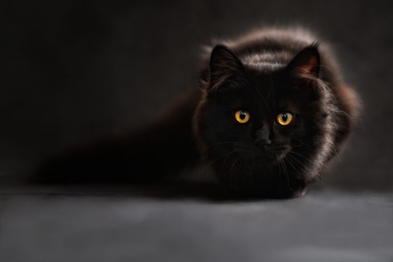 laver chat sans savon pour animaux