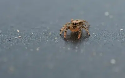 Voici pourquoi vous ne devez pas tuer une araignée chez vous