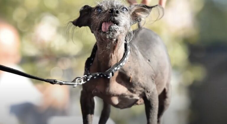 chien moche