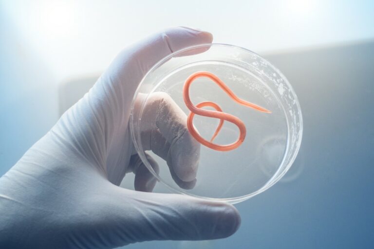 parasite