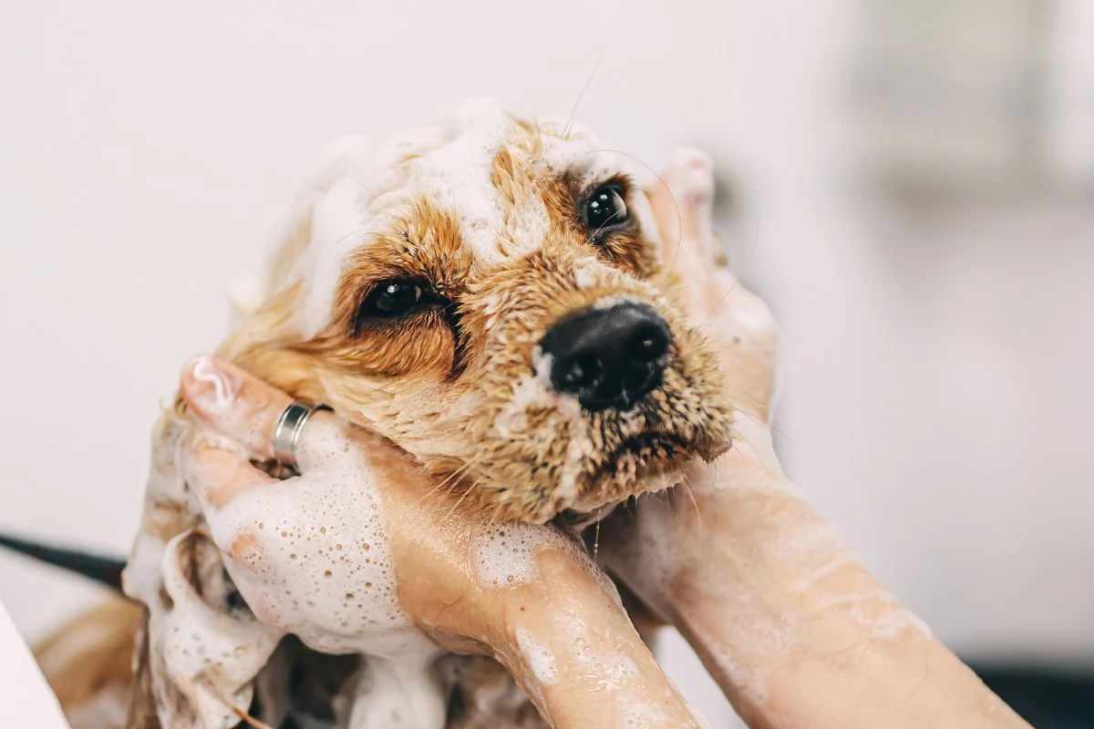 enlever poils de chien