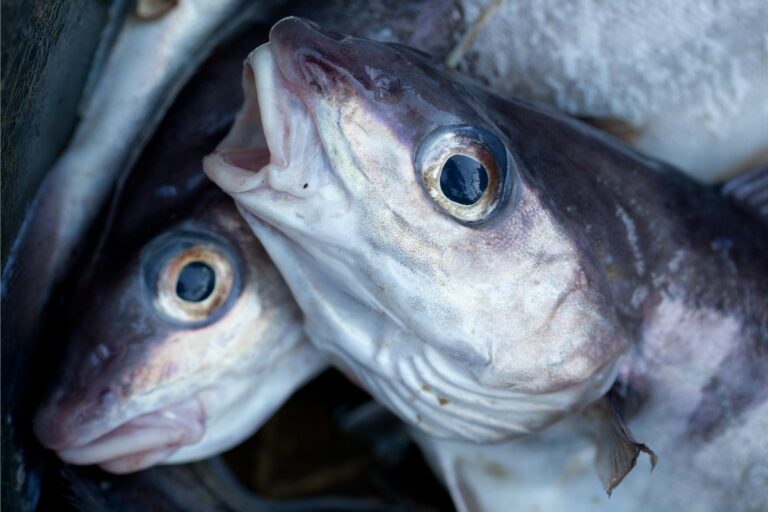haddock