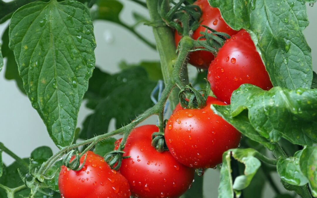 Comment cultiver et consommer la tomate Montfavet ?