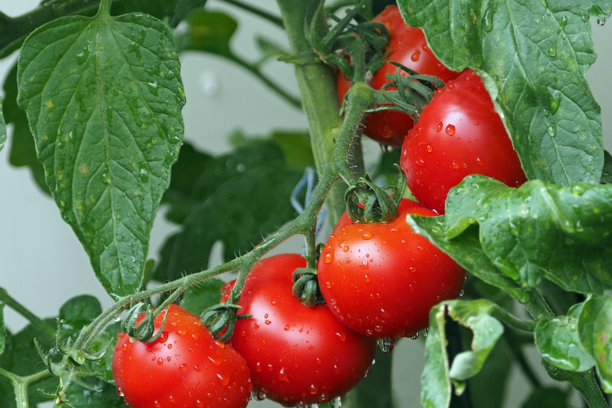 tomate montfavet