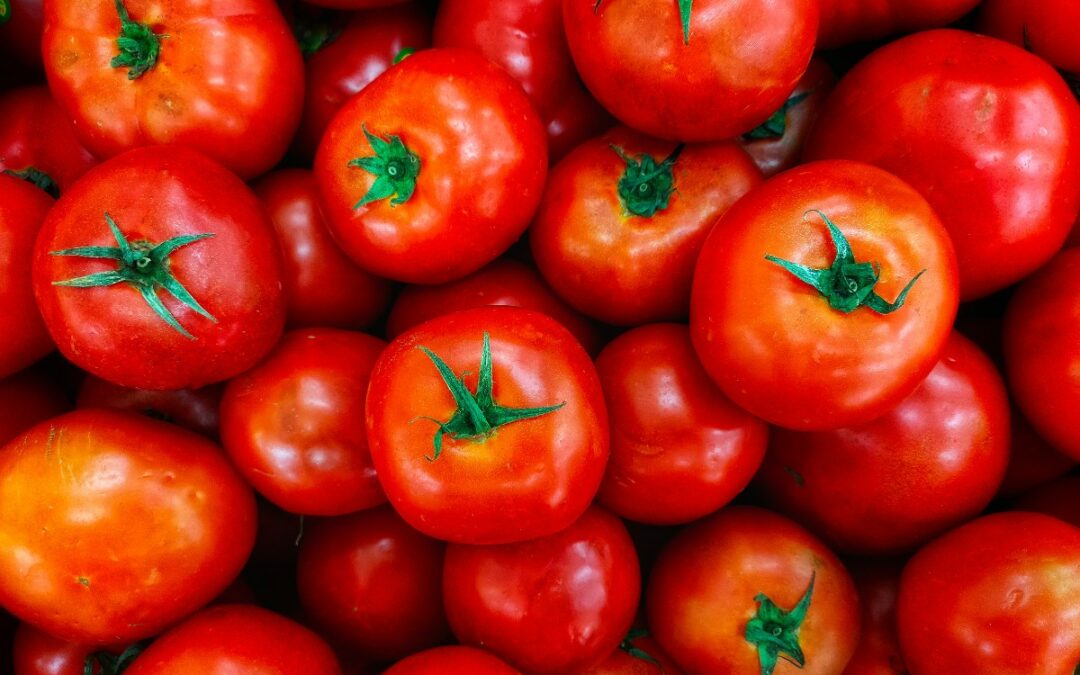 La Tomate St Pierre, un choix excellent pour votre potager