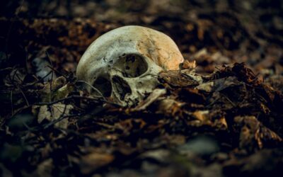 Que faire lors de la découverte d’ossements en forêt ?