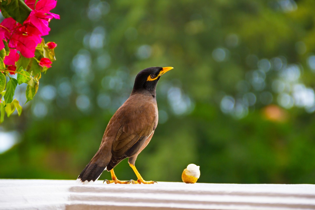 oiseau fenêtre