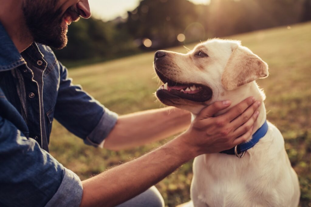 Le chien peut-il détecter une maladie chez l’être humain ?