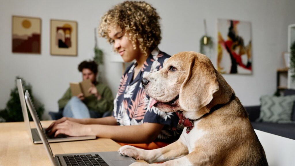 Chiens au travail