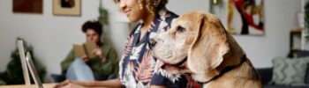 Chiens au travail