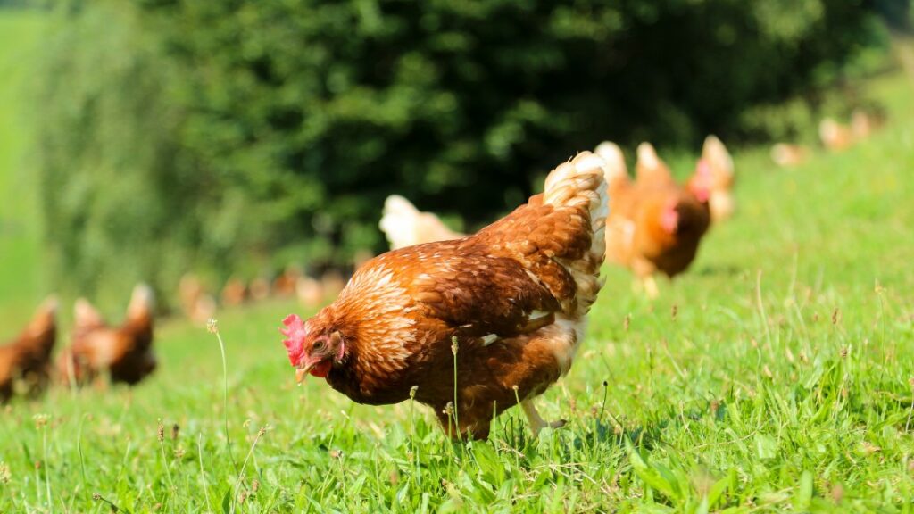 Quelle est la durée de vie d’une poule ?