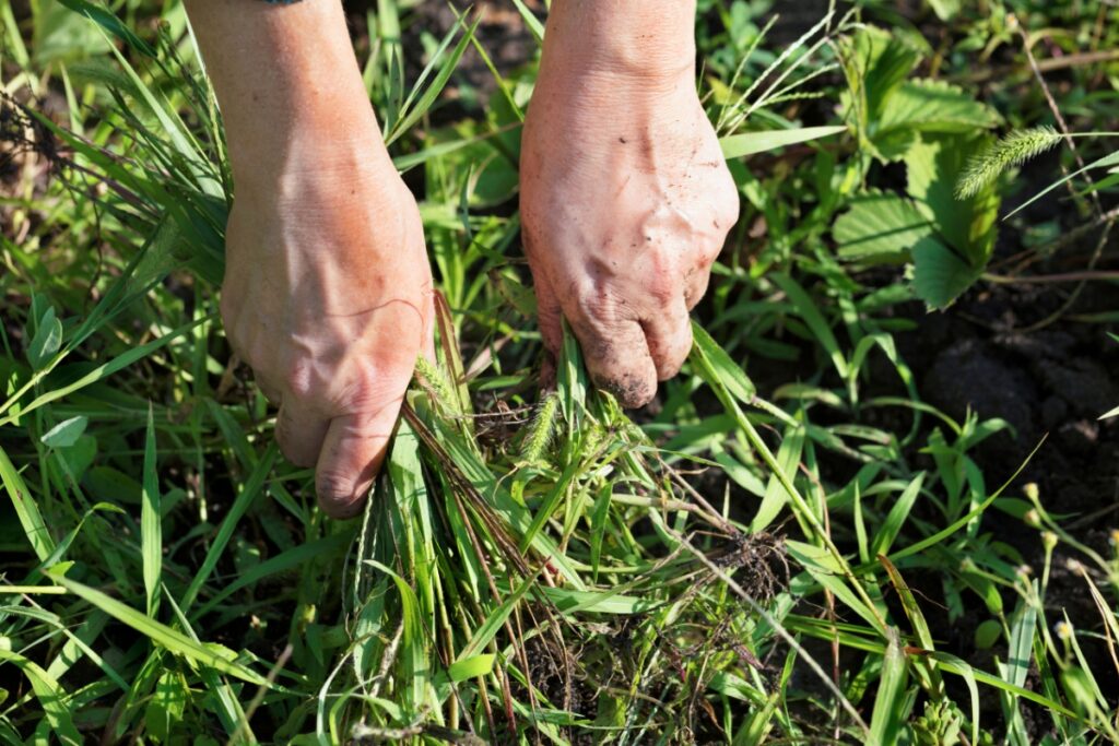 mauvaise herbe gravier
