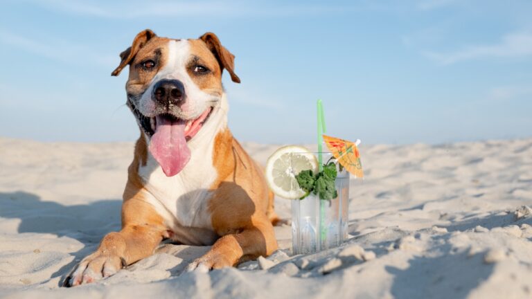 chien chaleur